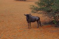 Kalahari - Gnu
