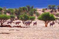 Rundfahrt in der Kalahari - Oryxe