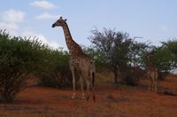 Rundfahrt in der Kalahari - Giraffe mit Baby
