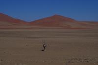 Ausflug ins Sossusvlei - Oryx