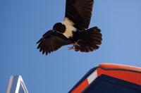 Ausflug ins Sossusvlei 