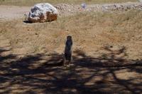 Solitaire - Erdhörnchen