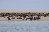 Walvis Bay - Robbenkolonie