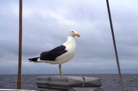 Walvis Bay - Bootsfahrt