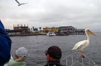 Walvis Bay - Bootsfahrt