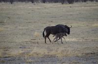 Pirschfahrt im Etosha - Gnus
