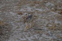 Pirschfahrt im Etosha -  Baby-Schakale