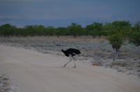 Pirschfahrt im Etosha -  Gevatter Straß