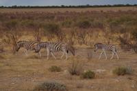 Pirschfahrt im Etosha - Pyjama-Pferde