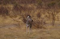 Pirschfahrt im Etosha - Baby-Zebra