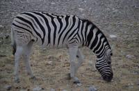 Pirschfahrt im Etosha - Zebra