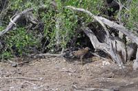 Pirschfahrt im Etosha 
