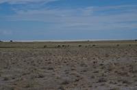 Pirschfahrt im Etosha