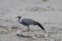 Pirschfahrt im Etosha - Paradieskranich