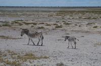 Pirschfahrt im Etosha - Zebras