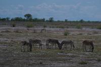 Pirschfahrt im Etosha - Zebras