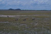 Pirschfahrt im Etosha - Paradieskraniche