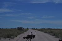 Pirschfahrt im Etosha - Strauße