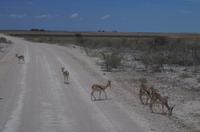Pirschfahrt im Etosha 