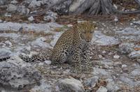 Pirschfahrt im Etosha - Leopard
