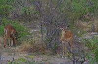 Pirschfahrt im Etosha - Impalas