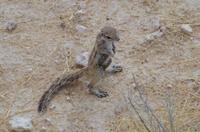 Pirschfahrt im Etosha - Streifenhörnchen