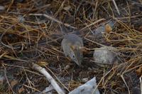 Pirschfahrt im Etosha - Spitzmaus