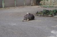 Elegant Farmstead - Haustier