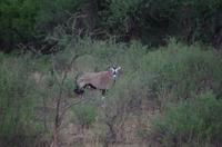 Nature Drive am Nachmittag - Oryxe