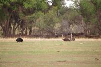 Nature Drive am Nachmittag - Strauße