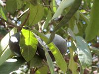 Spaziergang Kaffee-Plantage - Mangos