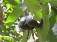 Spaziergang Kaffee-Plantage - Mangos