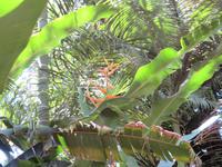 Spaziergang Kaffee-Plantage - Strelitzen