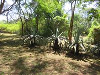 Spaziergang Kaffee-Plantage - Sisal