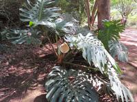 Spaziergang Kaffee-Plantage - Monstera