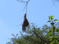 Spaziergang Kaffee-Plantage - Webervogelnest