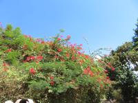 Spaziergang Kaffee-Plantage - Bogenvilia