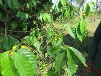 Spaziergang Kaffee-Plantage - Kaffeepflanze