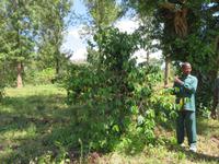 Spaziergang Kaffee-Plantage - Kaffeepflanze