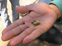 Spaziergang Kaffee-Plantage - Kaffeefrüchte im unterschiedlichen Reifegrad