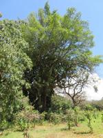 Spaziergang Kaffee-Plantage