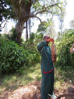 Spaziergang Kaffee-Plantage - Frucht des Leberwurstbaumes