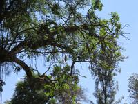 Spaziergang Kaffee-Plantage - Leberwurstbaum