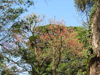 Spaziergang Kaffee-Plantage -