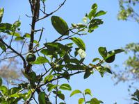 Spaziergang Kaffee-Plantage -