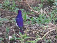 Spaziergang Kaffee-Plantage -