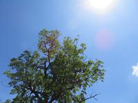 Spaziergang Kaffee-Plantage -