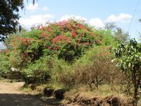 Spaziergang Kaffee-Plantage - Bogenvilia