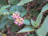 Spaziergang Kaffee-Plantage - Wandelröschen