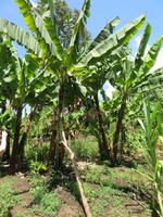 Spaziergang Kaffee-Plantage - Bananen